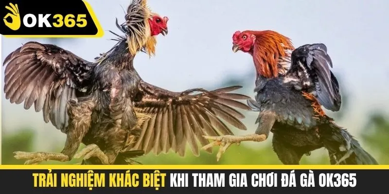 Trải nghiệm khác biệt khi tham gia chơi đá gà OK365