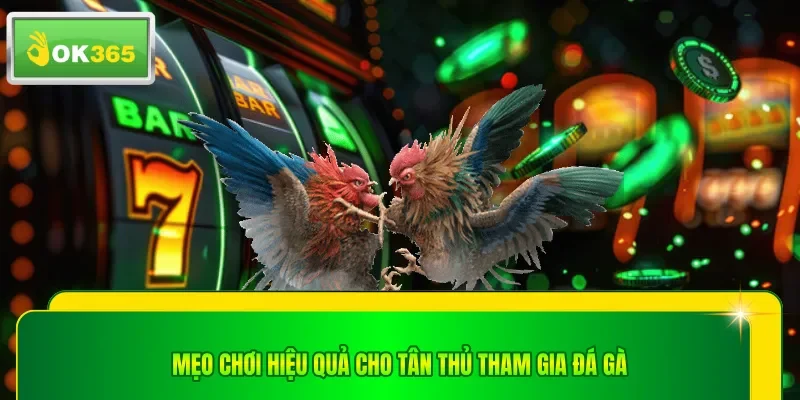 Mẹo chơi hiệu quả cho tân thủ tham gia đá gà